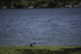 Filename=DSC_0211.jpg
Filesize=14812KiB
Dimensions=7360x4912
Date added=Sep 20, 2019 DSC_0211.jpg