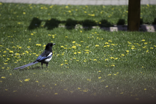 Filename=DSC_0214.jpg
Filesize=18969KiB
Dimensions=7360x4912
Date added=Sep 20, 2019 DSC_0214.jpg