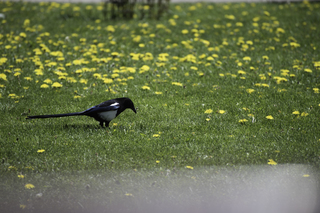 Filename=DSC_0215.jpg
Filesize=20061KiB
Dimensions=7360x4912
Date added=Sep 20, 2019 DSC_0215.jpg