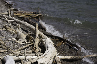 Filename=DSC_0286.jpg
Filesize=21433KiB
Dimensions=7360x4912
Date added=Sep 20, 2019 DSC_0286.jpg