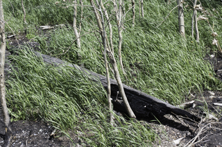 Filename=DSC_0299.jpg
Filesize=25254KiB
Dimensions=7360x4912
Date added=Sep 20, 2019 DSC_0299.jpg