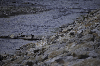 Filename=DSC_0305.jpg
Filesize=18178KiB
Dimensions=7360x4912
Date added=Sep 20, 2019 DSC_0305.jpg