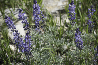 Filename=DSC_0320.jpg
Filesize=16720KiB
Dimensions=7360x4912
Date added=Sep 20, 2019 DSC_0320.jpg