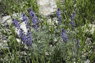 Filename=DSC_0321.jpg
Filesize=18502KiB
Dimensions=7360x4912
Date added=Sep 20, 2019 DSC_0321.jpg