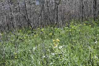 Filename=DSC_0401.jpg
Filesize=27681KiB
Dimensions=7360x4912
Date added=Sep 20, 2019 DSC_0401.jpg