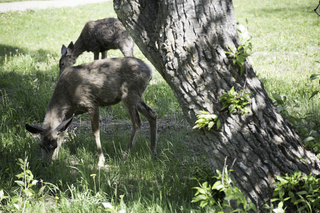 Filename=DSC_0466.jpg
Filesize=20381KiB
Dimensions=7360x4912
Date added=Sep 20, 2019 DSC_0466.jpg