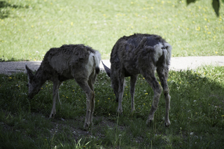 Filename=DSC_0469.jpg
Filesize=19716KiB
Dimensions=7360x4912
Date added=Sep 20, 2019 DSC_0469.jpg