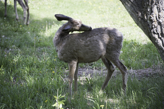 Filename=DSC_0477.jpg
Filesize=23020KiB
Dimensions=7360x4912
Date added=Sep 20, 2019 DSC_0477.jpg