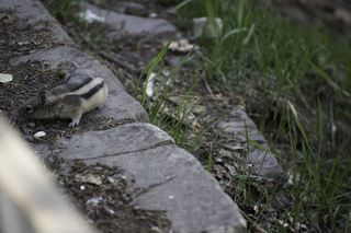 Filename=DSC_0540.jpg
Filesize=23404KiB
Dimensions=7360x4912
Date added=Sep 20, 2019 DSC_0540.jpg