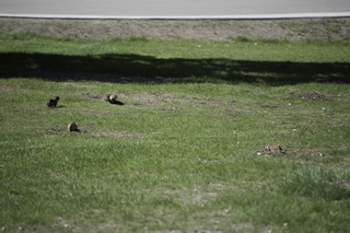 Filename=DSC_0600.jpg
Filesize=20491KiB
Dimensions=7360x4912
Date added=Sep 20, 2019 DSC_0600.jpg