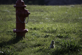 Filename=DSC_0626.jpg
Filesize=19317KiB
Dimensions=7360x4912
Date added=Sep 20, 2019 DSC_0626.jpg