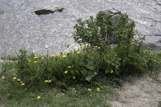 Filename=DSC_1168.jpg
Filesize=28872KiB
Dimensions=7360x4912
Date added=Sep 20, 2019 DSC_1168.jpg