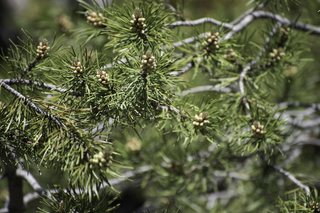 Filename=DSC_1199.jpg
Filesize=18733KiB
Dimensions=7360x4912
Date added=Sep 20, 2019 DSC_1199.jpg