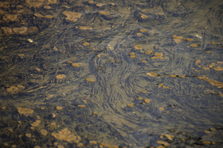 Filename=DSC_1294.jpg
Filesize=17499KiB
Dimensions=7360x4912
Date added=Sep 21, 2019 DSC_1294.jpg