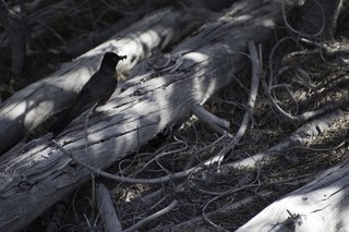 Filename=DSC_1303.jpg
Filesize=18780KiB
Dimensions=7360x4912
Date added=Sep 21, 2019 DSC_1303.jpg