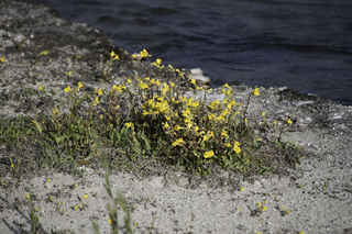 Filename=DSC_1451.jpg
Filesize=20160KiB
Dimensions=7360x4912
Date added=Sep 21, 2019 DSC_1451.jpg