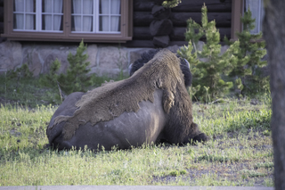 Filename=DSC_1505.jpg
Filesize=29237KiB
Dimensions=7360x4912
Date added=Sep 21, 2019 DSC_1505.jpg