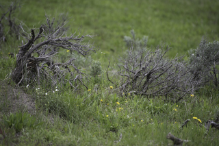 Filename=DSC_1947.jpg
Filesize=22208KiB
Dimensions=7360x4912
Date added=Sep 21, 2019 DSC_1947.jpg