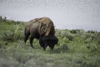 Filename=DSC_1948.jpg
Filesize=19730KiB
Dimensions=7360x4912
Date added=Sep 21, 2019 DSC_1948.jpg