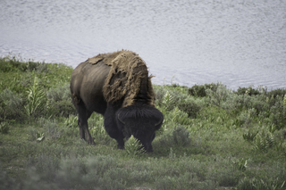 Filename=DSC_1949.jpg
Filesize=18848KiB
Dimensions=7360x4912
Date added=Sep 21, 2019 DSC_1949.jpg