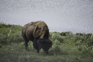 Filename=DSC_1950.jpg
Filesize=18426KiB
Dimensions=7360x4912
Date added=Sep 21, 2019 DSC_1950.jpg