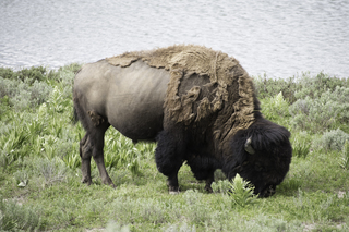 Filename=DSC_1951.jpg
Filesize=20113KiB
Dimensions=7360x4912
Date added=Sep 21, 2019 DSC_1951.jpg