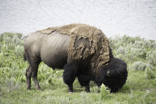 Filename=DSC_1952.jpg
Filesize=19820KiB
Dimensions=7360x4912
Date added=Sep 21, 2019 DSC_1952.jpg