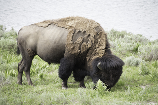 Filename=DSC_1953.jpg
Filesize=21066KiB
Dimensions=7360x4912
Date added=Sep 21, 2019 DSC_1953.jpg