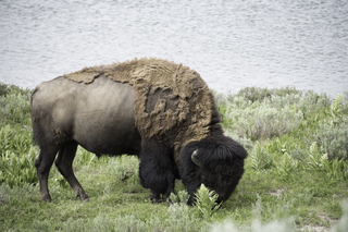 Filename=DSC_1957.jpg
Filesize=19686KiB
Dimensions=7360x4912
Date added=Sep 21, 2019 DSC_1957.jpg