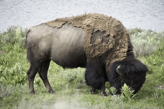 Filename=DSC_1960.jpg
Filesize=21323KiB
Dimensions=7360x4912
Date added=Sep 21, 2019 DSC_1960.jpg