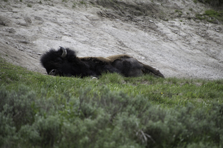 Filename=DSC_1962.jpg
Filesize=18170KiB
Dimensions=7360x4912
Date added=Sep 21, 2019 DSC_1962.jpg