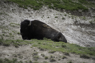 Filename=DSC_1964.jpg
Filesize=19131KiB
Dimensions=7360x4912
Date added=Sep 21, 2019 DSC_1964.jpg