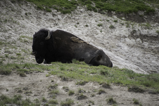 Filename=DSC_1967.jpg
Filesize=19544KiB
Dimensions=7360x4912
Date added=Sep 21, 2019 DSC_1967.jpg