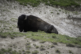 Filename=DSC_1968.jpg
Filesize=19703KiB
Dimensions=7360x4912
Date added=Sep 21, 2019 DSC_1968.jpg