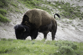 Filename=DSC_1969.jpg
Filesize=20416KiB
Dimensions=7360x4912
Date added=Sep 21, 2019 DSC_1969.jpg