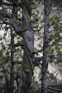 Filename=DSC_2103.jpg
Filesize=20729KiB
Dimensions=4912x7360
Date added=Sep 21, 2019 DSC_2103.jpg