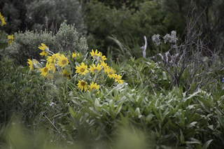 Filename=DSC_2157.jpg
Filesize=19851KiB
Dimensions=7360x4912
Date added=Sep 21, 2019 DSC_2157.jpg