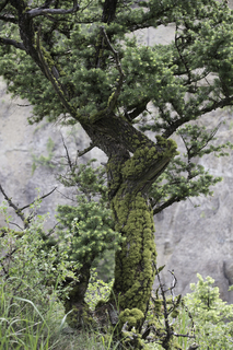 Filename=DSC_2183.jpg
Filesize=25085KiB
Dimensions=4912x7360
Date added=Sep 21, 2019 DSC_2183.jpg