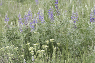 Filename=DSC_2261.jpg
Filesize=30354KiB
Dimensions=7360x4912
Date added=Sep 21, 2019 DSC_2261.jpg