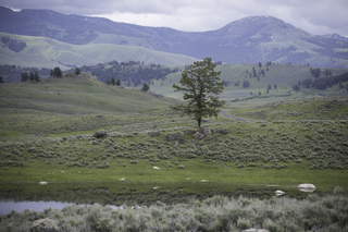 Filename=DSC_2290.jpg
Filesize=19167KiB
Dimensions=7360x4912
Date added=Sep 21, 2019 DSC_2290.jpg