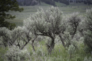 Filename=DSC_2319.jpg
Filesize=22183KiB
Dimensions=7360x4912
Date added=Sep 21, 2019 DSC_2319.jpg