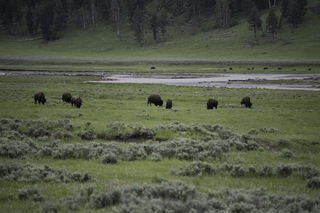 Filename=DSC_2339.jpg
Filesize=19849KiB
Dimensions=7360x4912
Date added=Sep 21, 2019 DSC_2339.jpg