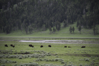 Filename=DSC_2340.jpg
Filesize=21315KiB
Dimensions=7360x4912
Date added=Sep 21, 2019 DSC_2340.jpg