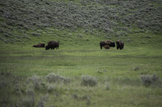 Filename=DSC_2343.jpg
Filesize=21022KiB
Dimensions=7360x4912
Date added=Sep 21, 2019 DSC_2343.jpg