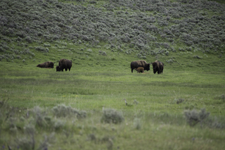 Filename=DSC_2344.jpg
Filesize=21970KiB
Dimensions=7360x4912
Date added=Sep 21, 2019 DSC_2344.jpg