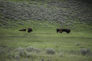 Filename=DSC_2349.jpg
Filesize=22409KiB
Dimensions=7360x4912
Date added=Sep 21, 2019 DSC_2349.jpg