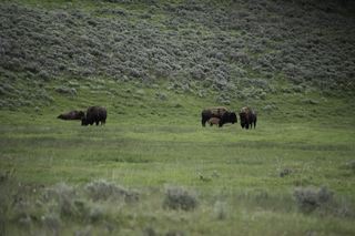 Filename=DSC_2352.jpg
Filesize=21333KiB
Dimensions=7360x4912
Date added=Sep 21, 2019 DSC_2352.jpg