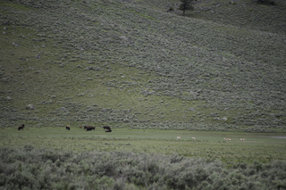 Filename=DSC_2395.jpg
Filesize=21651KiB
Dimensions=7360x4912
Date added=Sep 21, 2019 DSC_2395.jpg