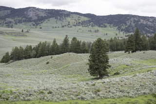 Filename=DSC_2408.jpg
Filesize=24085KiB
Dimensions=7360x4912
Date added=Sep 21, 2019 DSC_2408.jpg