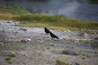 Filename=DSC_8492.JPG
Filesize=19084KiB
Dimensions=7360x4912
Date added=Sep 22, 2019 DSC_8492.JPG